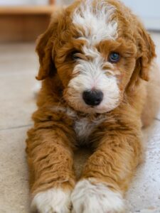 family with bernedoodle puppy