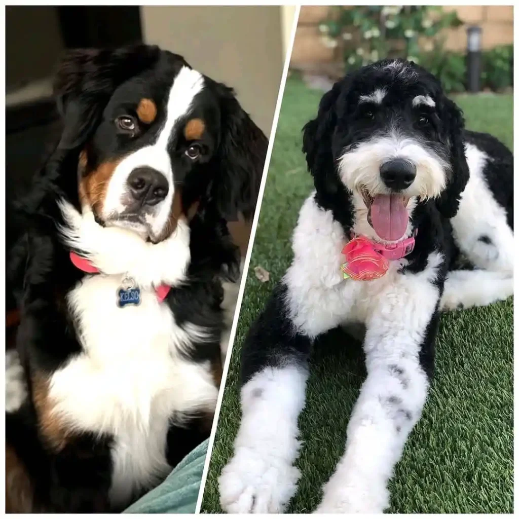 whatsapp image 2025 06 05 at 01.51.51 62574639