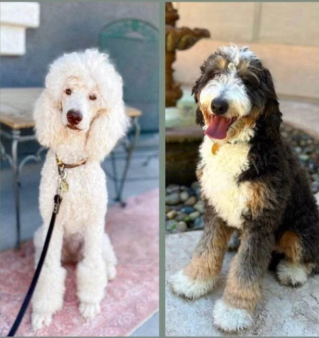 whatsapp image 2025 06 05 at 01.51.58 06afd221